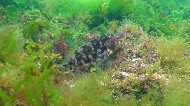 黒海の魚 大型オスの魚藻から作られた巣の上に卵を守る灰色のラス Sympodus Cinereus — ストック動画