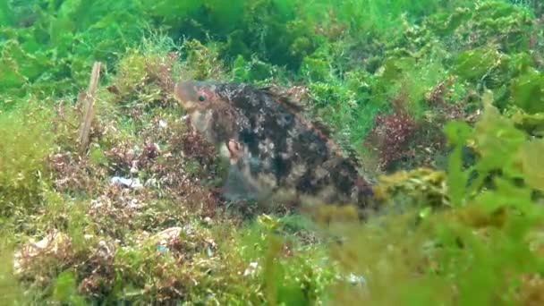 Svarta Havets Fiskar Stora Hanfiskar Grey Wrasse Sympodus Cinereus Vaktar — Stockvideo