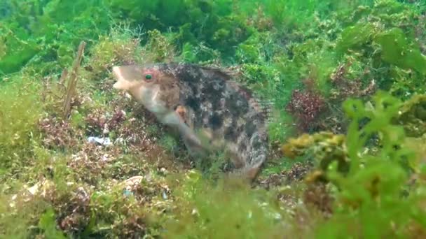 黑海地区的鱼 大型雄性鱼灰藻 Sympodus Cinereus 在海藻筑巢时守护着蛋 — 图库视频影像