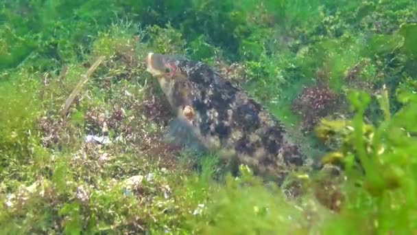 Svarta Havets Fiskar Stora Hanfiskar Grey Wrasse Sympodus Cinereus Vaktar — Stockvideo