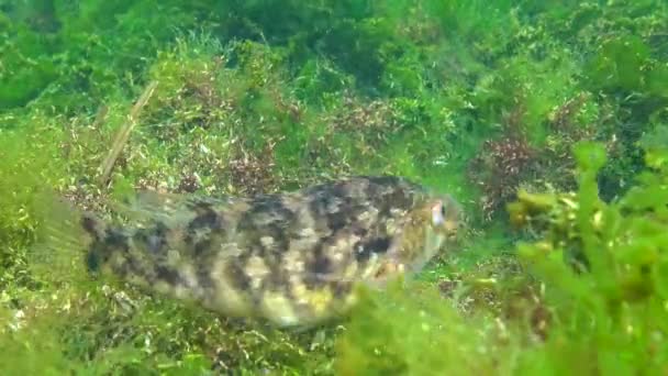 Svarta Havets Fiskar Stora Hanfiskar Grey Wrasse Sympodus Cinereus Vaktar — Stockvideo