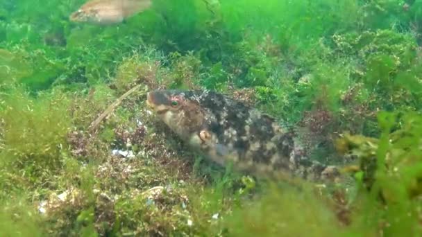 Peixes Mar Negro Grande Peixe Macho Cinzento Wrasse Sympodus Cinereus — Vídeo de Stock