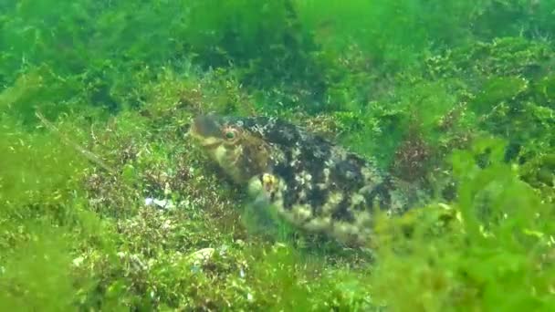 Karadeniz Balığı Büyük Erkek Balık Grey Wrasse Sympodus Cinereus Alglerden — Stok video