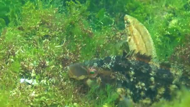 Ψάρια Της Μαύρης Θάλασσας Μεγάλο Αρσενικό Ψάρι Grey Strasse Sympodus — Αρχείο Βίντεο