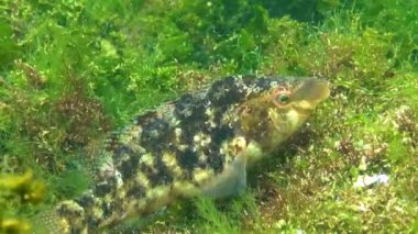 Karadeniz Balığı. Büyük erkek balık Grey wrasse (Sympodus cinereus) alglerden yapılmış bir yuvada yumurtaları korur.