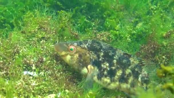 Риби Чорного Моря Великий Самець Сірий Зап Ясток Sympodus Cinereus — стокове відео