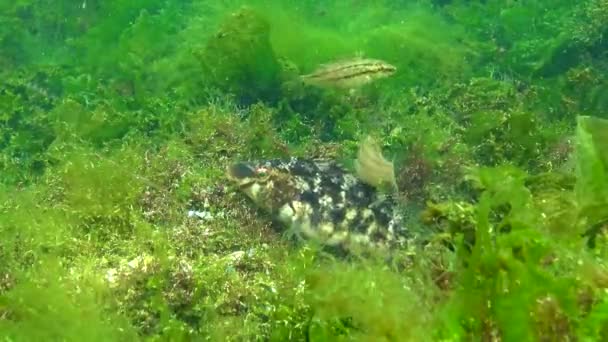 黑海地区的鱼 大型雄性鱼灰藻 Sympodus Cinereus 在海藻筑巢时守护着蛋 — 图库视频影像