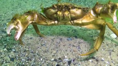 Karadeniz 'in yosunları. Karadeniz 'deki deniz tabanında bulunan yeşil yosunlar (Ulva, Enteromorpha)