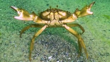 Karadeniz 'in yosunları. Karadeniz 'deki deniz tabanında bulunan yeşil yosunlar (Ulva, Enteromorpha)