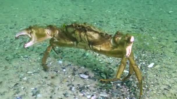 Algen Van Zwarte Zee Groene Algen Ulva Enteromorpha Zeebodem Zwarte — Stockvideo