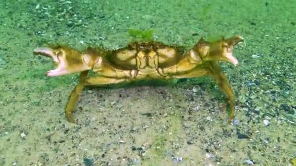 Algen Van Zwarte Zee Groene Algen Ulva Enteromorpha Zeebodem Zwarte — Stockvideo