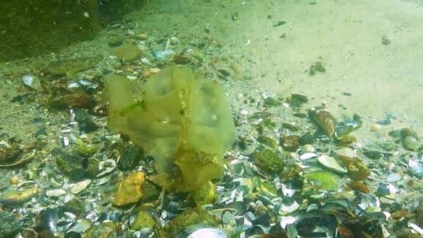 Basura Plástica Paquetes Mar Asesino Animales Agua Una Trampa Mortal — Vídeo de stock