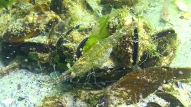Yeşil alg çalılıklarında karides karidesi (Palaemon adspersus). Karadeniz