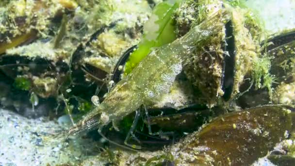 Crevettes Crevettes Baltes Palaemon Adspersus Dans Les Fourrés Algues Vertes — Video