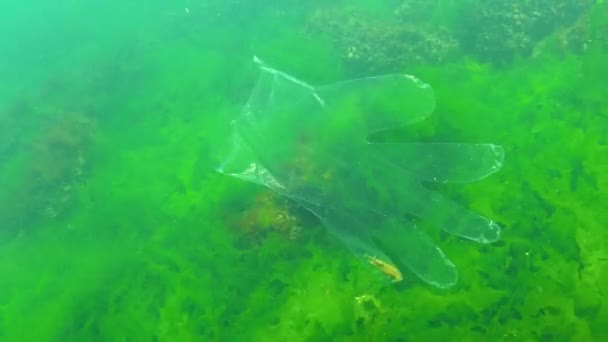 Des Déchets Plastique Dans Mer Des Animaux Tués Dans Eau — Video