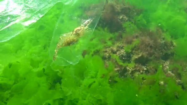 Plastikmüll Meer Tiermörder Wasser Garnelen Tappten Einem Plastikhandschuh Eine Todesfalle — Stockvideo