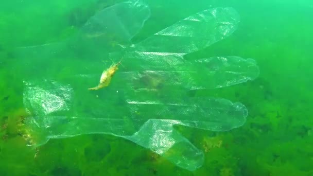 Des Déchets Plastique Dans Mer Des Animaux Tués Dans Eau — Video