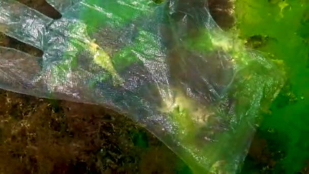 Spazzatura Plastica Mare Animale Assassino Acqua Gamberetti Caduti Una Trappola — Video Stock