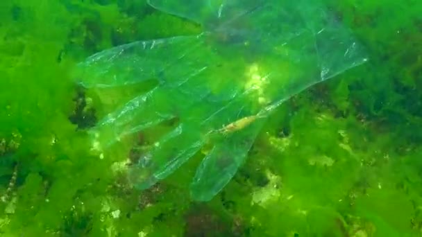 Plastikmüll Meer Tiermörder Wasser Garnelen Tappten Einem Plastikhandschuh Eine Todesfalle — Stockvideo