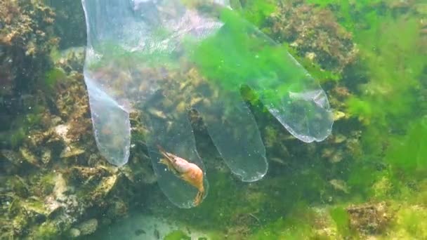 Denizdeki Plastik Çöpler Sudaki Hayvan Katilleri Plastik Eldivendeki Ölüm Tuzağına — Stok video