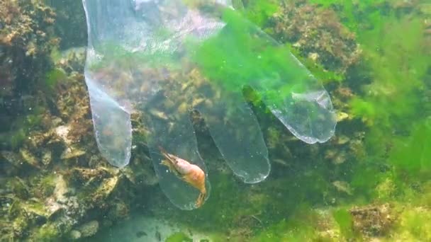 Plast Skräp Havet Djur Mördare Vatten Räkor Föll Dödsfälla Plast — Stockvideo