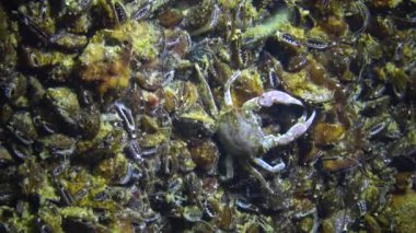 Brachinotus sexdentatus, midyelerin arasında saklanan küçük yengeçler. Karadeniz