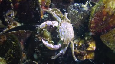 Brachinotus sexdentatus, midyelerin arasında saklanan küçük yengeçler. Karadeniz