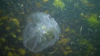 Ctenophorlar, Karadeniz 'in taraklı istilacısı, denizanası Mnemiopsis leyleği. Ukrayna