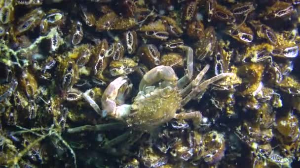 Brachinotus Sexdentatus Pequeños Cangrejos Esconden Entre Mejillones Mar Negro — Vídeos de Stock