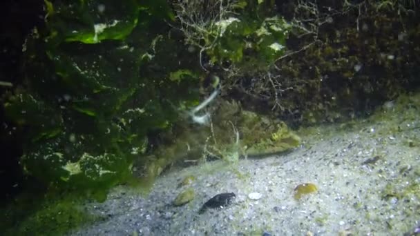 Peces Del Mar Negro Pescado Macho Grande Wrasse Gris Sympodus — Vídeos de Stock
