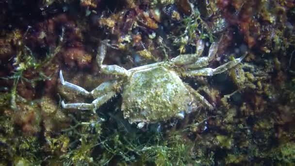 Brachinotus Sexdentatus Kleine Krabben Verschuilen Zich Tussen Mosselen Zwarte Zee — Stockvideo
