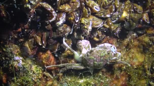 Brachinotus Sexdenatus 小さなカニはムール貝の間に隠れています — ストック動画