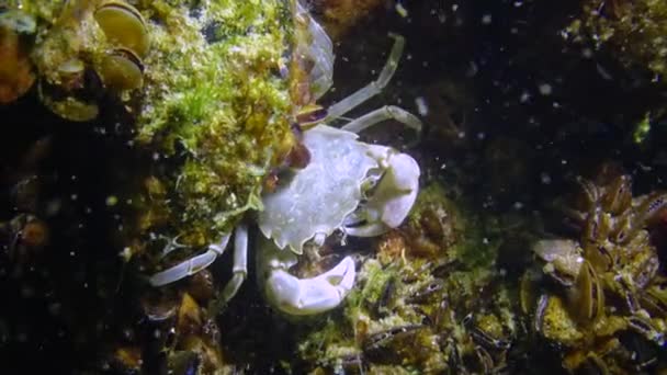 Brachinotus Sexdenatus 小さなカニはムール貝の間に隠れています — ストック動画