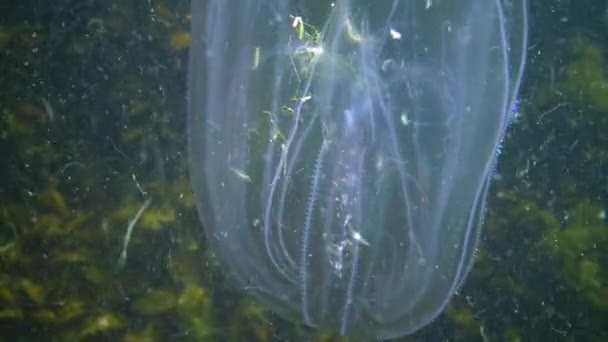 Ctenophores Najeźdźca Grzebienia Morze Czarne Meduza Mnemiopsis Leidy Ukraina — Wideo stockowe