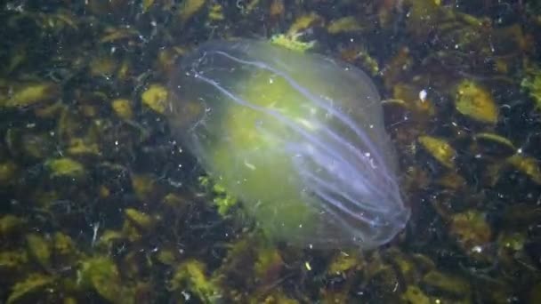 Ctenophores 黒海への櫛侵入者 クラゲMnemiopsis嘘 ウクライナ — ストック動画