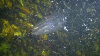 Ctenophorlar, Karadeniz 'in taraklı istilacısı, denizanası Mnemiopsis leyleği. Ukrayna