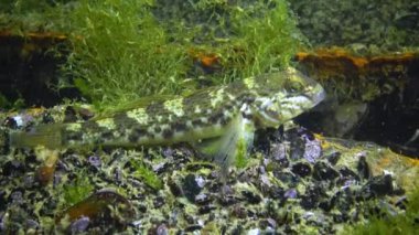 (Neogobius melanostomus) - Deniz istilacı türler. Karadeniz Balığı