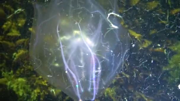 Ctenophores Envahisseur Peigne Mer Noire Méduses Mnémiopsis Leidy Ukraine — Video