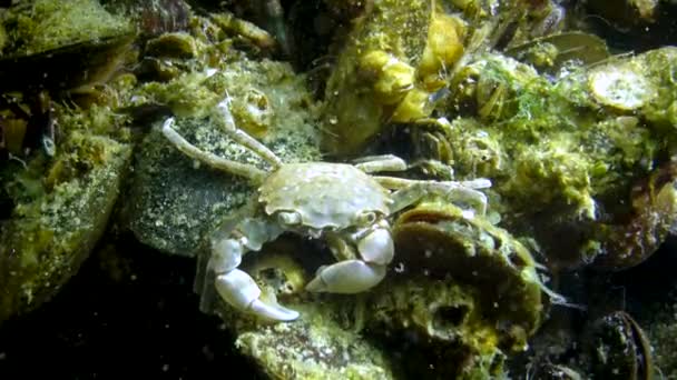 Brachinotus Sexdentatus Les Petits Crabes Cachent Parmi Les Moules Mer — Video