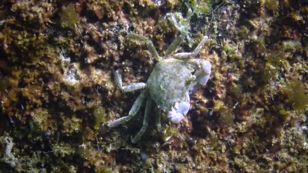 Brachinotus Sexdentatus Μικρά Καβούρια Κρύβονται Ανάμεσα Στα Μύδια Μαύρη Θάλασσα — Αρχείο Βίντεο