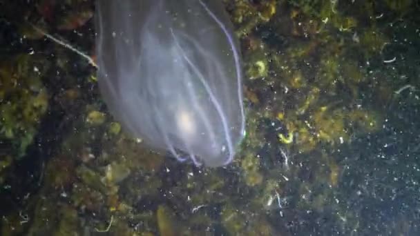 Ctenophores Envahisseur Peigne Mer Noire Méduses Mnémiopsis Leidy Ukraine — Video