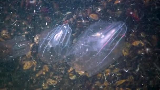 鱼鳞鱼 入侵黑海的梳子 乌克兰 — 图库视频影像