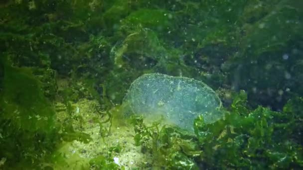 Размножение Морских Червей Полихет Яйца Полихетов Слизистой Сумке — стоковое видео