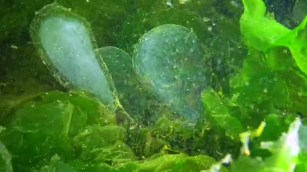海のワーム ポリチーズの再現 粘膜袋の中の多糖の卵 — ストック動画