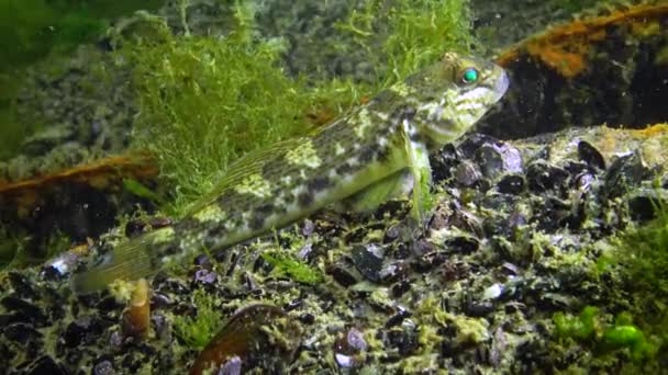 Neogobius Melanostomus Inwazyjne Gatunki Morskie Okrągły Goby Ryby Morza Czarnego — Wideo stockowe