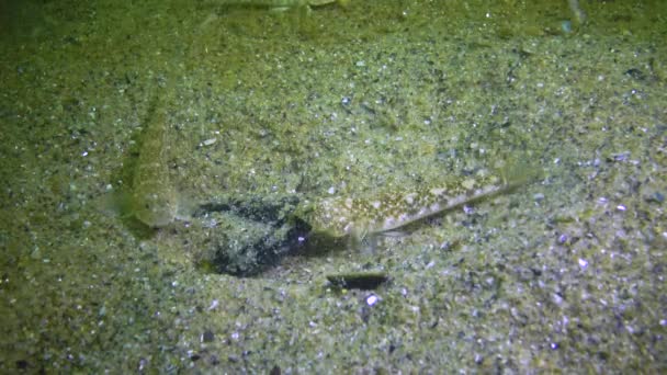 Gobio Mármol Pomatoshistus Marmoratus Macho Protege Nido Bajo Cáscara Mejillón — Vídeos de Stock