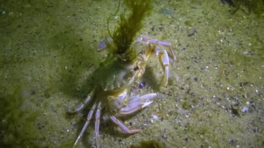 Haham (Liocarcinus holsatus). Yengeç kabuğunda yeşil yosun yetişiyor. Karadeniz