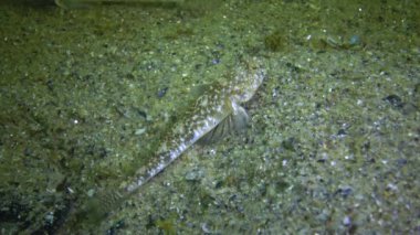 Mermer keçi Pomatoshistus marmoratus. Erkek, yuvasını midye kabuğunun altında korur.