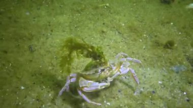 Haham (Liocarcinus holsatus). Yengeç kabuğunda yeşil yosun yetişiyor. Karadeniz