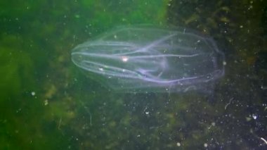 Ctenophorlar, Karadeniz 'in taraklı istilacısı, denizanası Mnemiopsis leyleği. Ukrayna